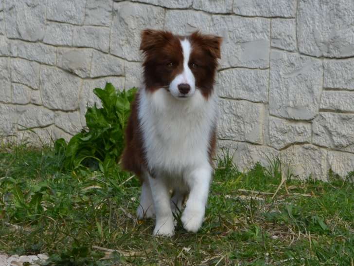 Un chiot mâle Border Collie chocolat LOF à vendre