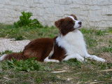 Un chiot mâle Border Collie chocolat LOF à vendre