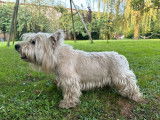 Chien mâle Westie LOF à vendre