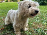 Chien mâle Westie LOF à vendre