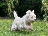 Chien mâle Westie LOF à vendre