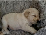 Chiots Golden Retrievers LOF &agrave; r&eacute;server