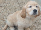 Chiots Golden Retrievers LOF &agrave; r&eacute;server