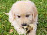 Chiots Golden Retrievers LOF &agrave; r&eacute;server