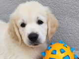 Chiots Golden Retrievers LOF &agrave; r&eacute;server