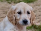 Chiots Golden Retrievers LOF &agrave; r&eacute;server
