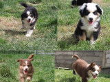 Chiots Bergers Américains Miniatures LOF disponibles de suite