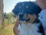 Chiots Berger Australien LOF disponibles de suite