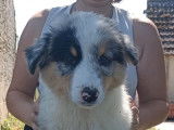 Chiots Berger Australien LOF disponibles de suite