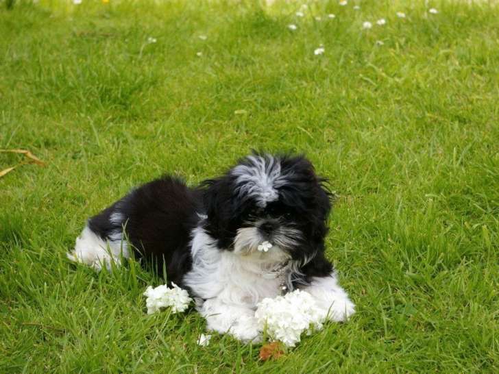 À réserver: 2 chiots Shih-Tzu mâles LOF