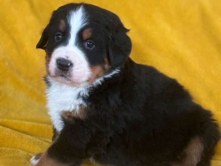 4 chiots Bouviers Bernois LOF à réserver