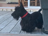 À réserver: 6 chiots Scottish Terriers LOF