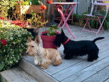 À réserver: 6 chiots Scottish Terriers LOF