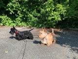 À réserver: 6 chiots Scottish Terriers LOF