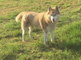 À vendre: chienne Husky Sibérien LOF
