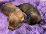 3 chiots Teckels Nains poil dur LOF à réserver