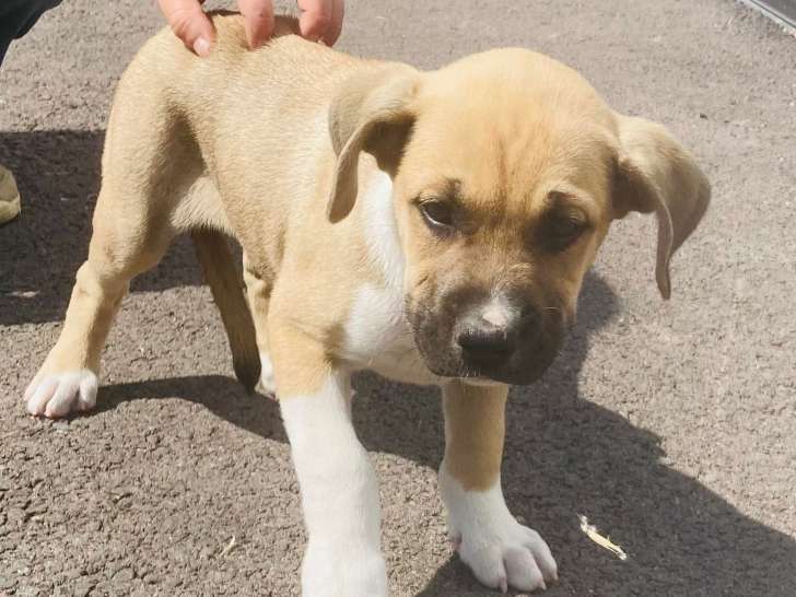 À adopter : chiot mâle de 2 mois