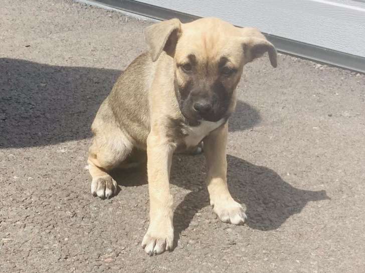Disponible à l'adoption : chiot femelle fauve charbonné