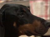 Adoption disponible : chienne Dobermann noir et feu