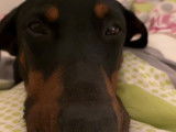 Adoption disponible : chienne Dobermann noir et feu