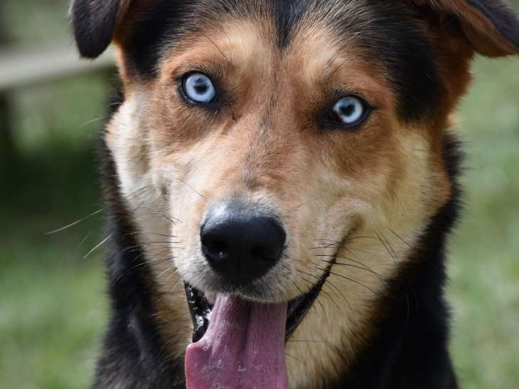Chien en attente d'une famille
