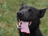 Chien noir en quête d’une famille