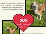 À adopter : chienne Beagle de 7 ans