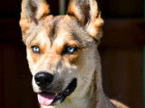 En attente d'adoption : chienne d’un an