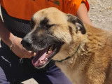 En attente d’adoption : chien Mâtin Espagnol