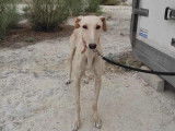 À adopter : chienne Galgo au pelage blanc