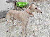 À adopter : chienne Galgo au pelage blanc