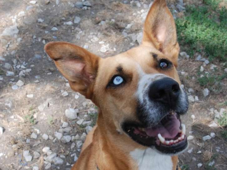 À adopter : chien de 5 ans