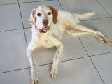 Disponible à l'adoption : chienne Setter Anglais