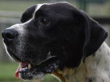 En attente d'adoption : chien Pointer Anglais