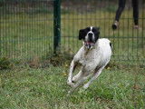 En attente d'adoption : chien Pointer Anglais