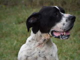 En attente d'adoption : chien Pointer Anglais