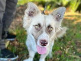 À la recherche d'un foyer : chienne de 2 ans