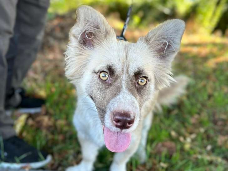 À la recherche d'un foyer : chienne de 2 ans