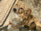 Chienne à adopter