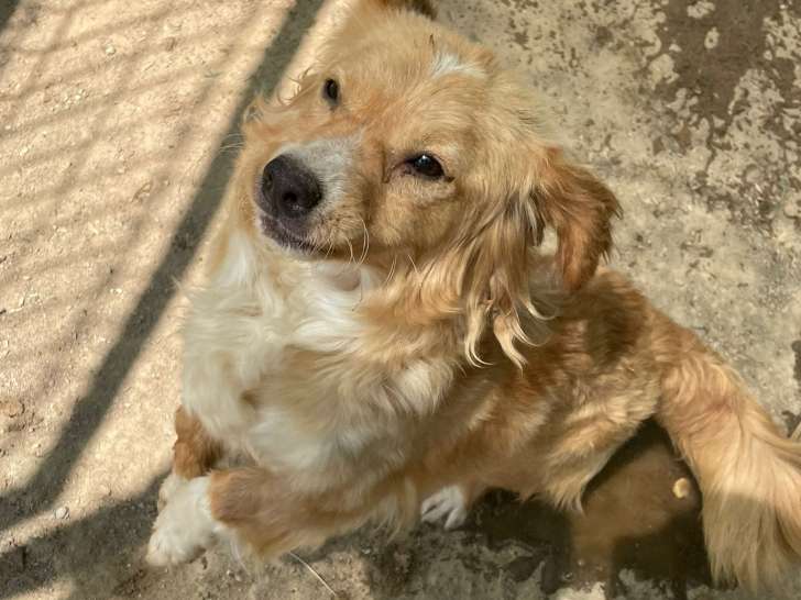 Chienne à adopter