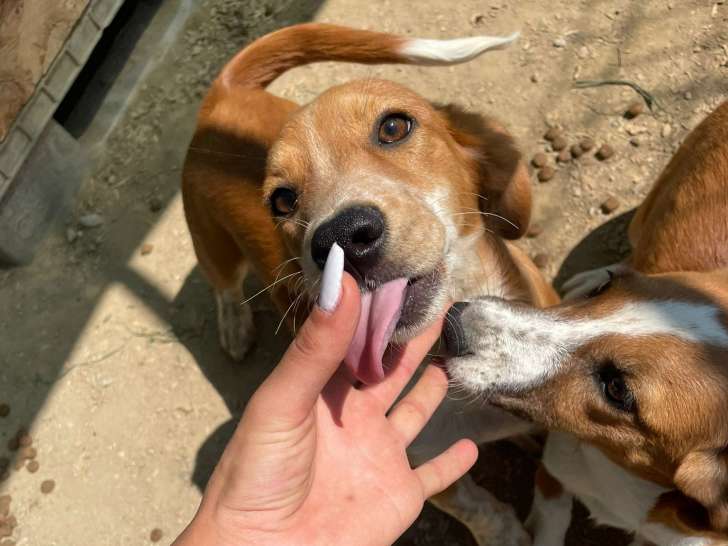En attente d'adoption, chiot femelle de 4 mois
