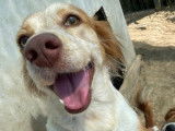 À la recherche d'une famille, chienne d'un an