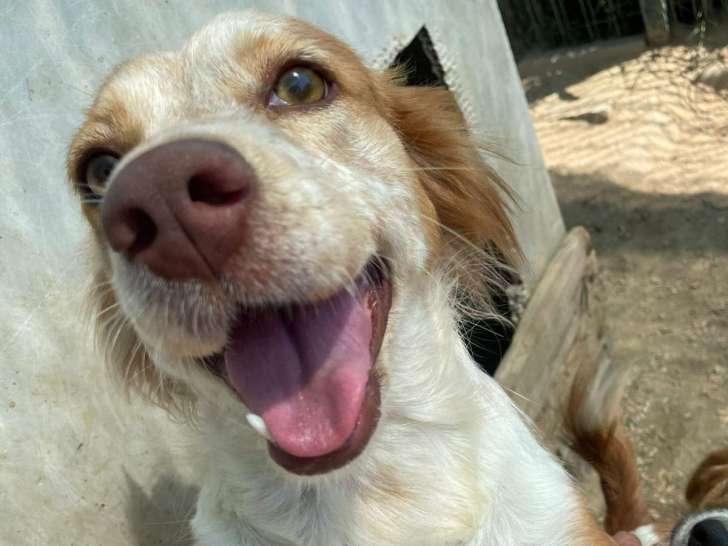À la recherche d'une famille, chienne d'un an