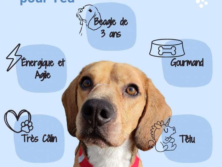 À adopter : chien Beagle de 3 ans