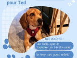&Agrave; adopter : chien Beagle de 3 ans