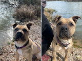 En attente d'adoption : chien American Staffordshire Terrier fauve