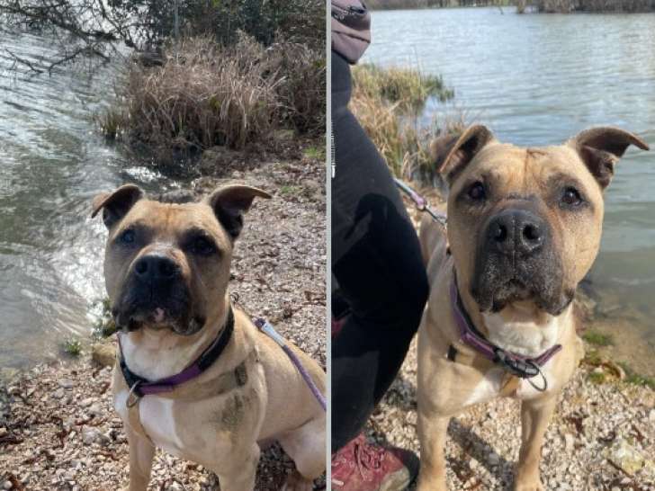 En attente d'adoption : chien American Staffordshire Terrier fauve