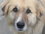 Chien adulte disponible à l'adoption