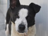 Chienne noir et blanc en attente d'adoption
