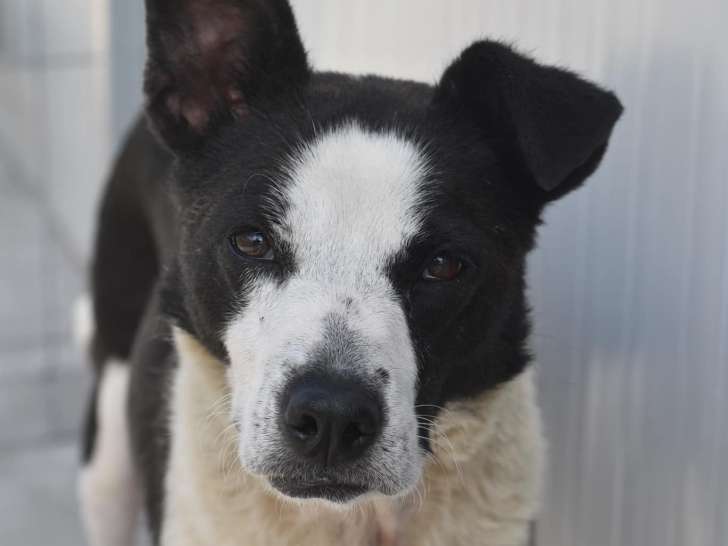 Chienne noir et blanc en attente d'adoption